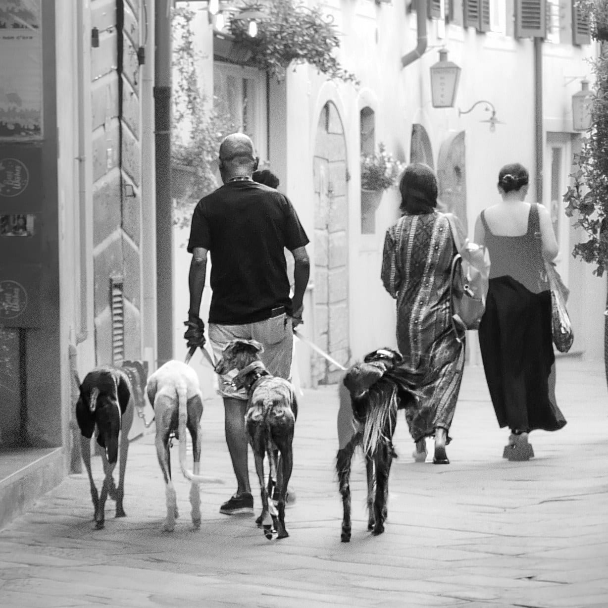 Ein Mann führt vier Windhunde durch eine schmale Altstadtgasse